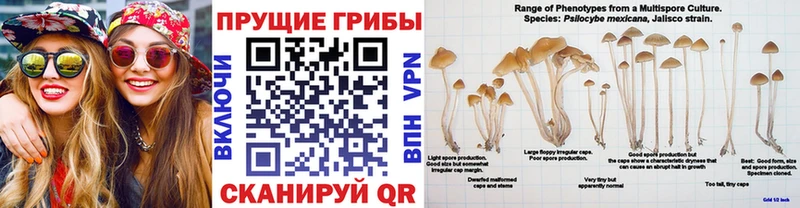 Галлюциногенные грибы мицелий  Купить  Амурск 